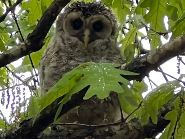 Barred Owl